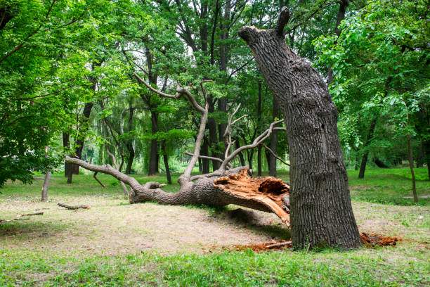 How Our Tree Care Process Works  in  Waukomis, OK